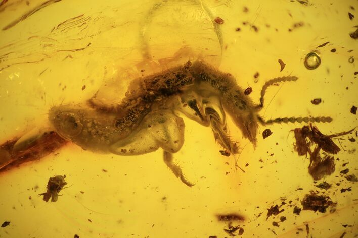 Detailed Fossil Beetle (Coleoptera) In Baltic Amber #94061